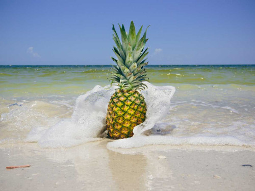 South Florida Pineapple IV Poster Print - Adam Mead