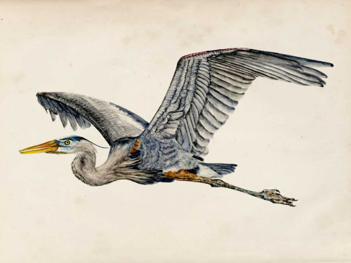 Blue Heron Rendering III Poster Print - Melissa Wang