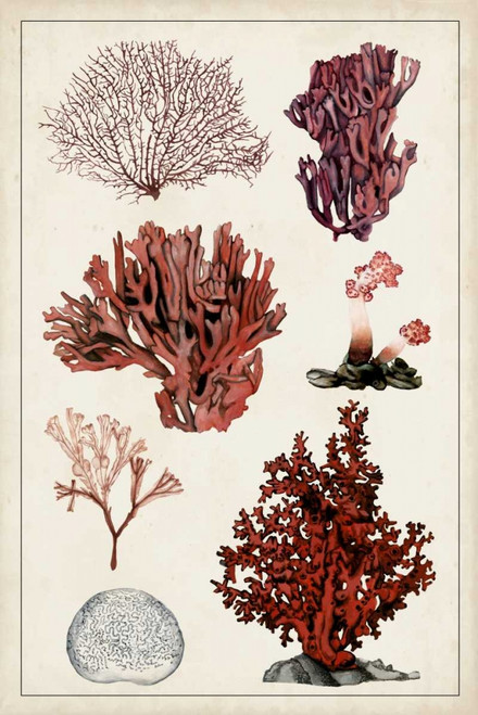 Antique Coral Study II Poster Print - Naomi McCavitt