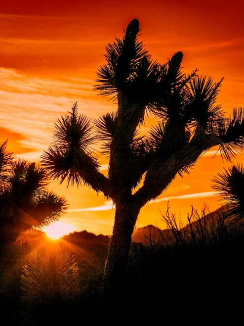 Views of Joshua Tree V Poster Print - Rachel Perry