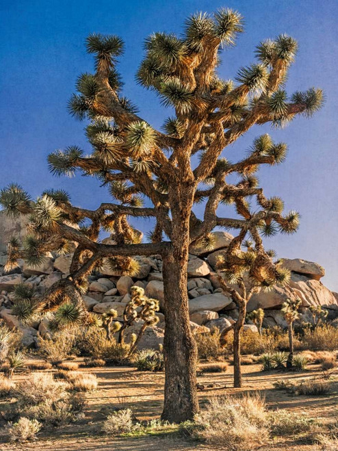 Views of Joshua Tree II Poster Print - Rachel Perry