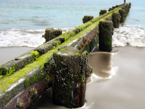 Scene Along the Water V Poster Print - Golie Miamee