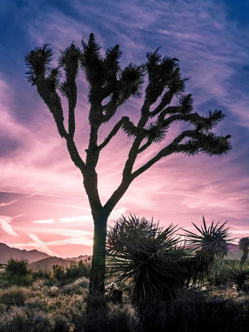 Views of Joshua Tree VII Poster Print - Rachel Perry