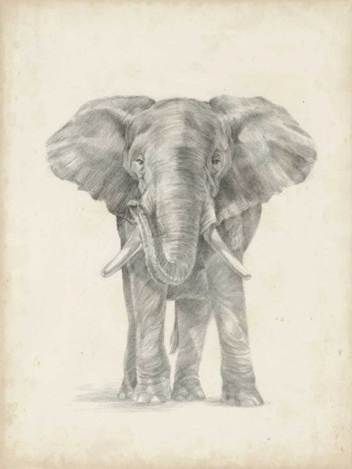 Elephant Sketch II Poster Print - Ethan Harper