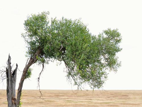 Bucolic Scene V Poster Print - Golie Miamee