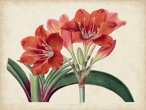 Amaryllis Splendor II Poster Print - Curtis