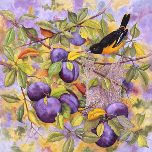 Oriole and Plums Poster Print - Marcia Matcham