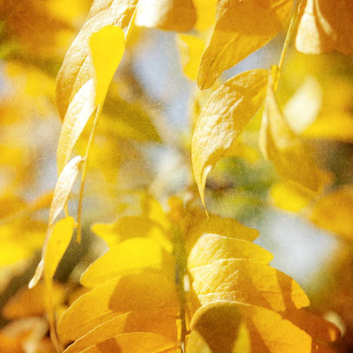 Autumn Photography V Poster Print - Sylvia Coomes