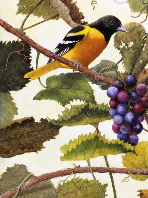 Golden Glow I Poster Print - Marcia Matcham