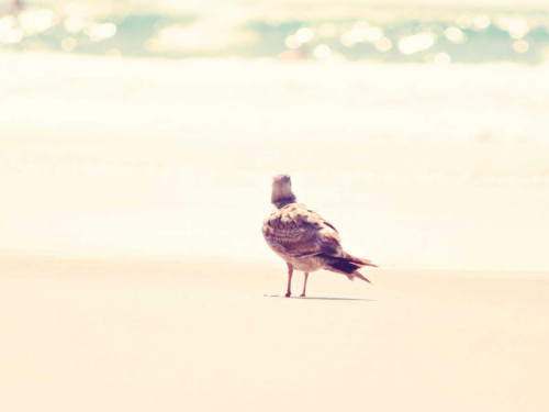 Go Right Poster Print - Sylvia Coomes