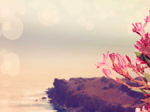 Flowers in Paradise III Poster Print - Sylvia Coomes