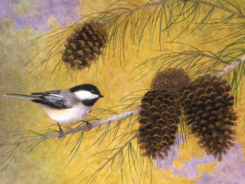 Chickadee in the Pines I Poster Print - Marcia Matcham