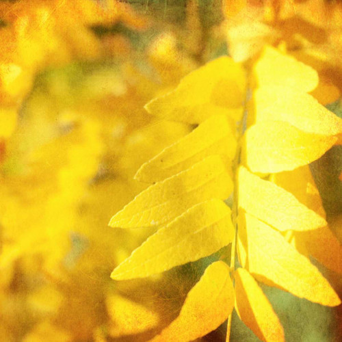 Autumn Photography III Poster Print - Sylvia Coomes