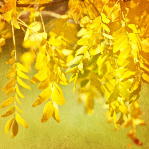 Autumn Photography I Poster Print - Sylvia Coomes