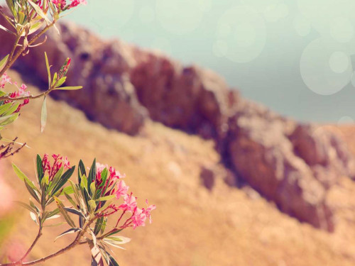 Flowers in Paradise I Poster Print - Sylvia Coomes