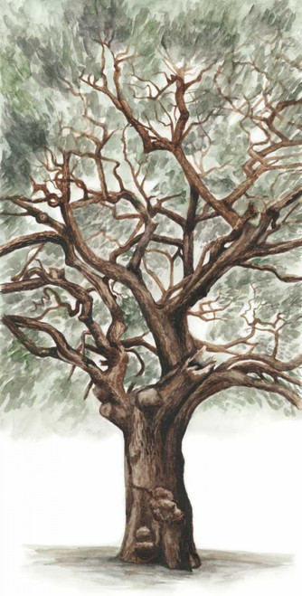 Oak Tree Composition II Poster Print - Naomi McCavitt