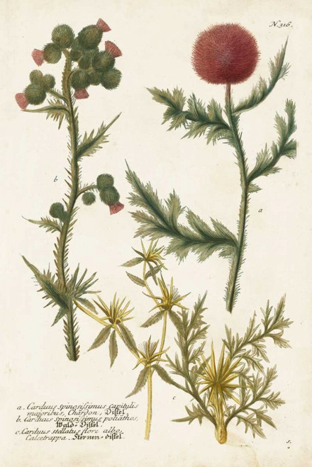Botanical Varieties II Poster Print - Weinmann