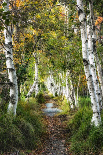 Birch Path I Poster Print - Danny Head
