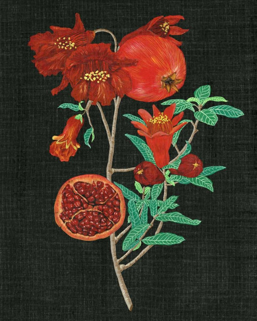 Pomegranate Study I Poster Print - Melissa Wang