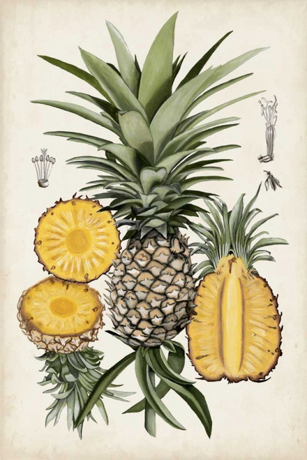 Pineapple Botanical Study I Poster Print - Naomi McCavitt