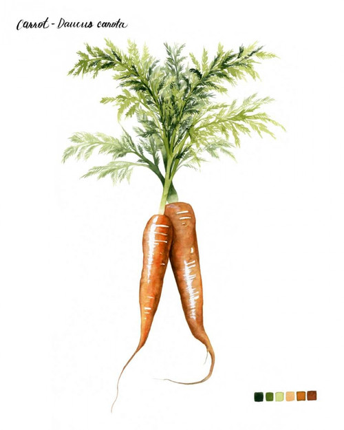 Root Vegetable III Poster Print - Grace Popp