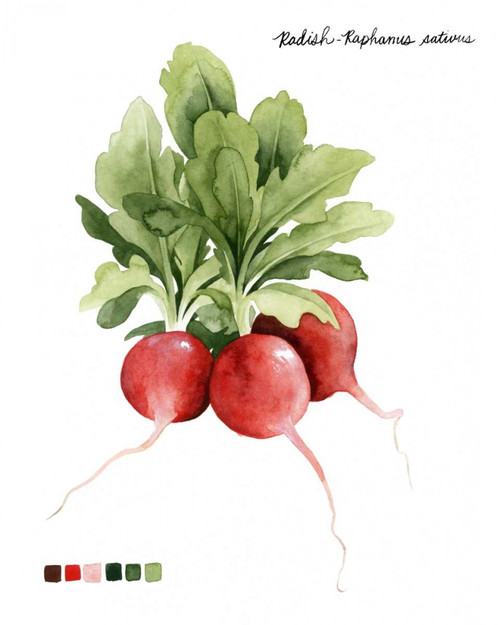 Root Vegetable IV Poster Print - Grace Popp