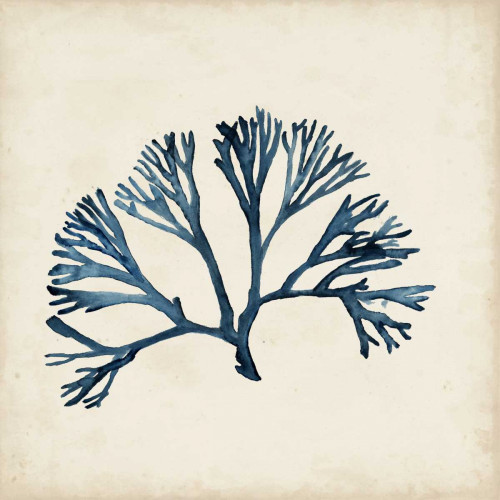 Seaweed Specimens XI Poster Print - Naomi McCavitt