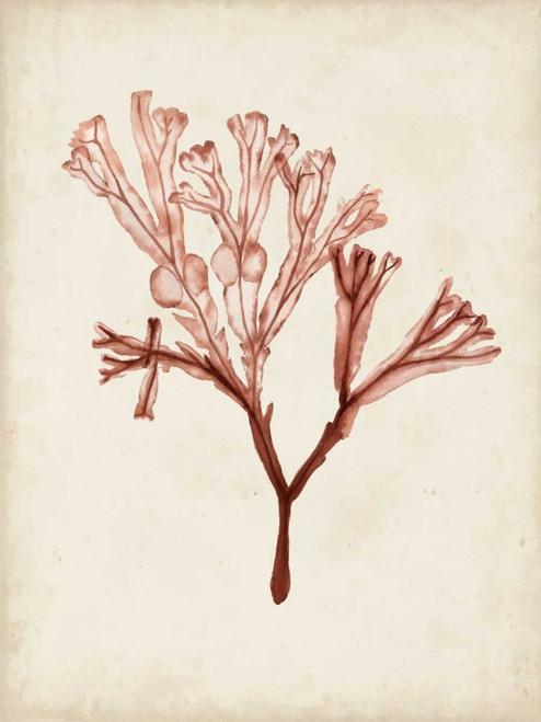 Seaweed Specimens V Poster Print - Naomi McCavitt