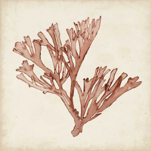 Seaweed Specimens XIII Poster Print - Naomi McCavitt