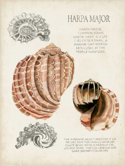 Seashell Field Notes II Poster Print - Naomi McCavitt