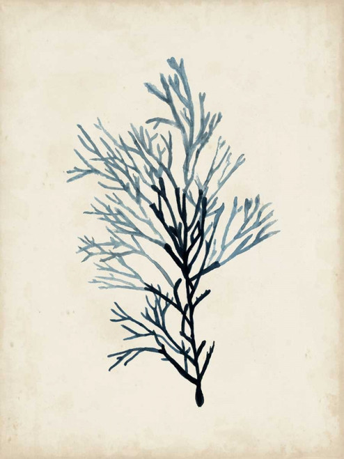 Seaweed Specimens IV Poster Print - Naomi McCavitt