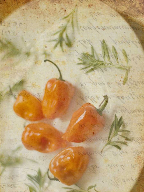 Herb Still Life VI Poster Print - Irena Orlov