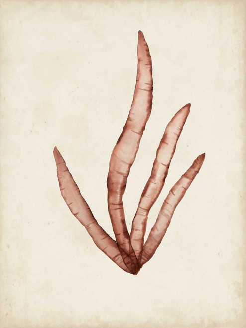 Seaweed Specimens VIII Poster Print - Naomi McCavitt