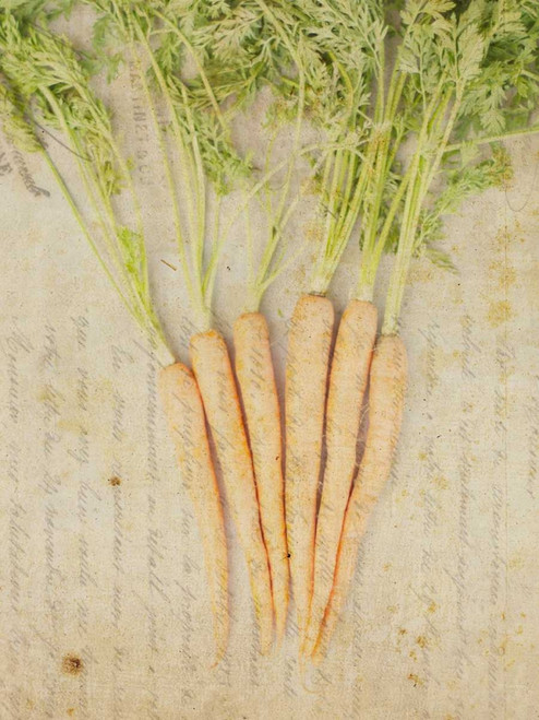 Herb Still Life III Poster Print - Irena Orlov