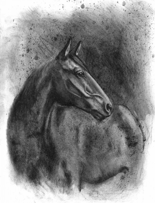 Charcoal Equestrian Portrait III Poster Print - Naomi McCavitt