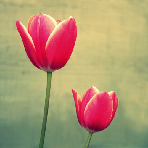 Tulip in Fuchsia II Poster Print - Lillian Bell