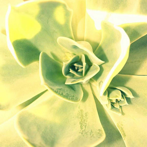 Succulent I Poster Print - Lillian Bell