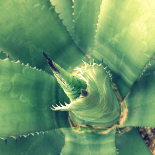 Succulent II Poster Print - Lillian Bell