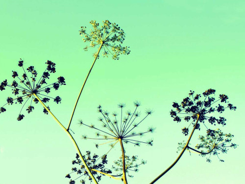 Cow Parsley II Poster Print - Lillian Bell