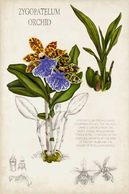 Orchid Field Notes II Poster Print - Naomi McCavitt