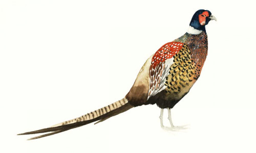 Watercolor Pheasant I Poster Print - Grace Popp