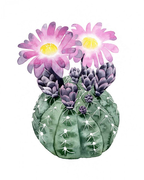 Cactus Bloom IV Poster Print - Grace Popp