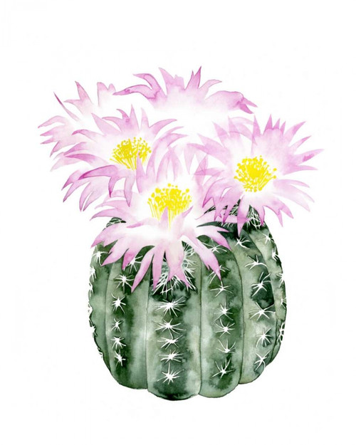 Cactus Bloom I Poster Print - Grace Popp