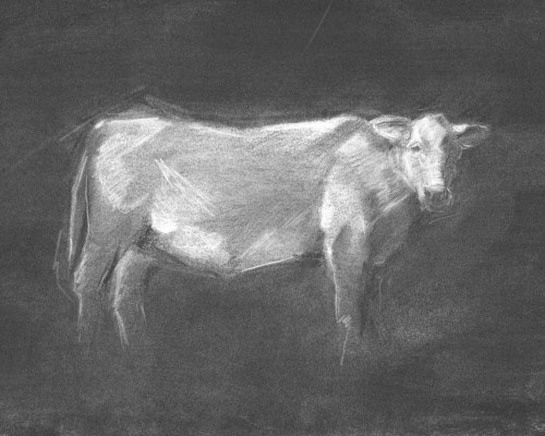 Charcoal Bovine Study I Poster Print - Ethan Harper