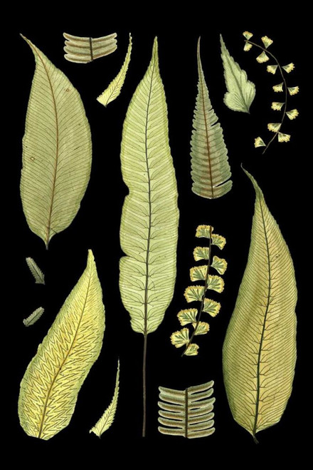 Ferns on Black III Poster Print - Unknown