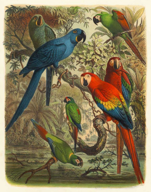 Cassel Tropical Birds III Poster Print - Cassel