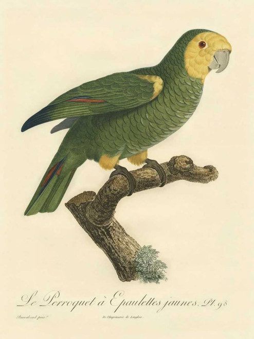 Barraband Parrot, PL 98 Poster Print - Barraband