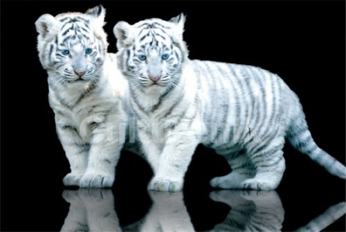 White Tiger Cubs Sos Poster Poster Print - Item # VARIMPST5574R