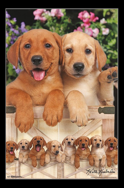 Puppies - Labs Poster Print - Item # VARTIARP16351