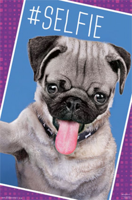 Pug - Selfie Poster Print - Item # VARTIARP13860